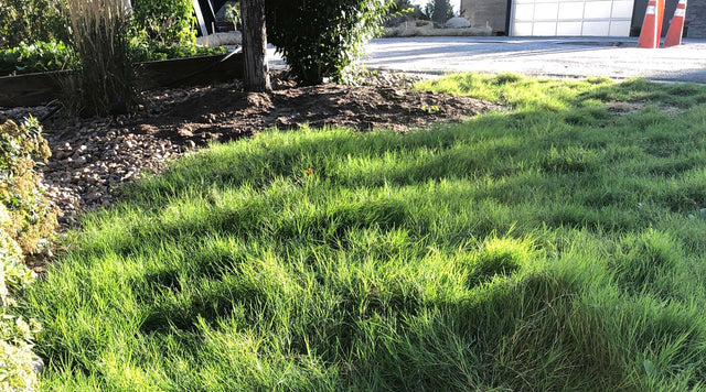Lawn with dog tuff grass plugs
