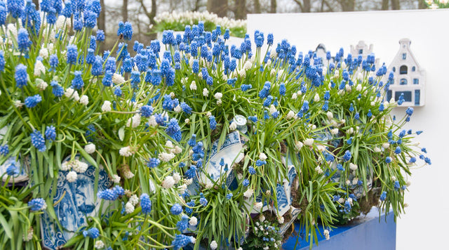 Growing Muscari Delft Blue in Container or Raised Bed