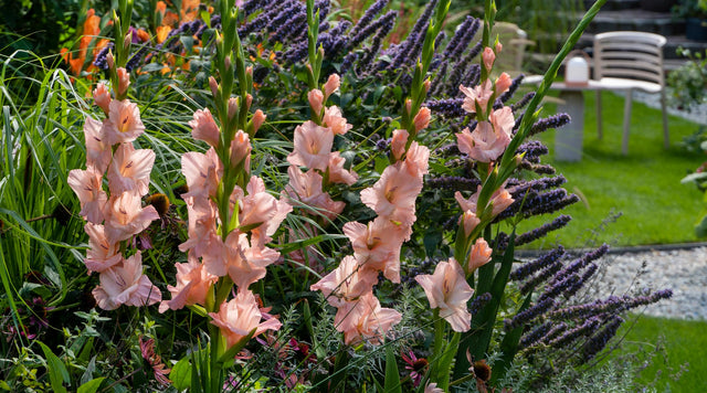 Gladiolus Bulbs