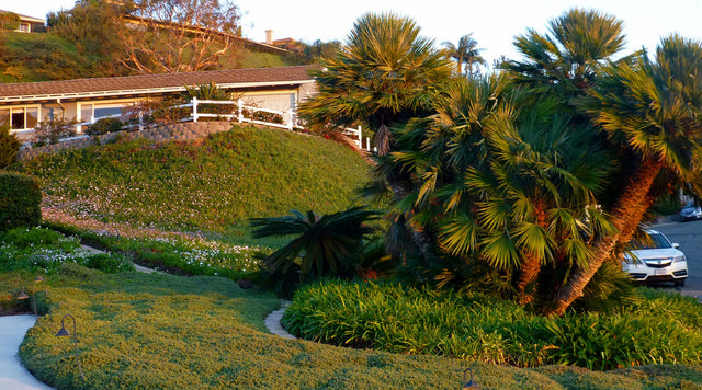 Islands of taller plants in the groundcovers providing additional beauty and interest in this La Jolla, CA yard.
