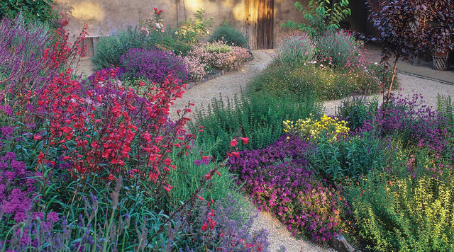 Verbena, Salvia, Penstemon