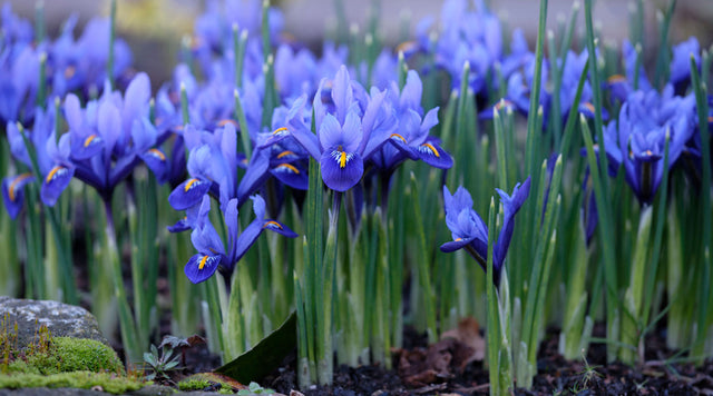 Garden of Dark Blue Iris Reticulata