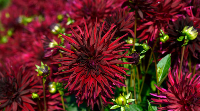 Dahlias are native to Central America and Mexico and love the heat. Nuit D'Ete Cactus Dahlia shown here. 