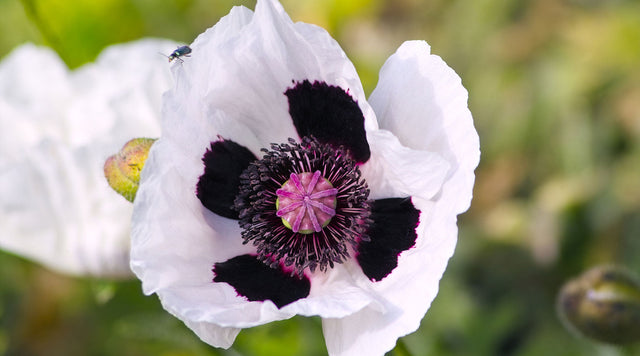 Oriental Poppy Royal Wedding bloom