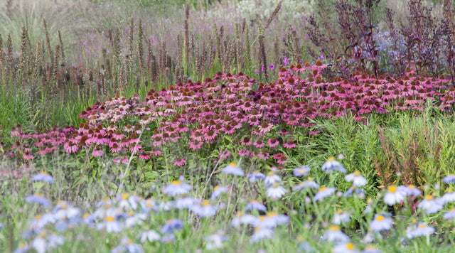 Echinacea, Coneflower, Ornamental grass in meadow