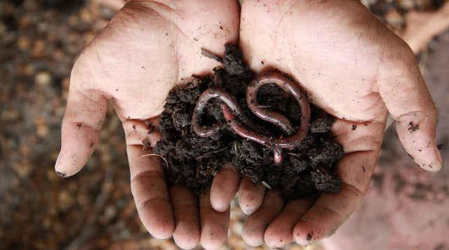 healthy soil with earthworm