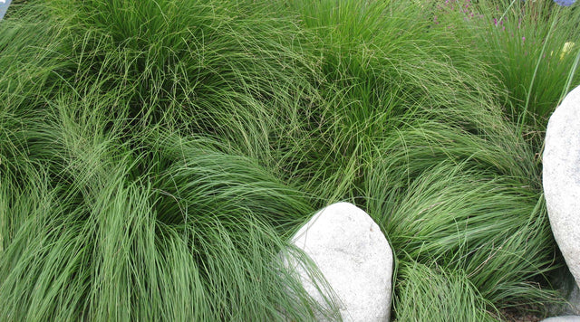 Prairie Dropseed Grass (Sporobolus heterolepis)