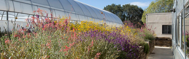 Greenhouse next to wildflowers