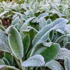 Stachys | Lamb’s Ear
