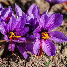Crocus Flower Bulbs