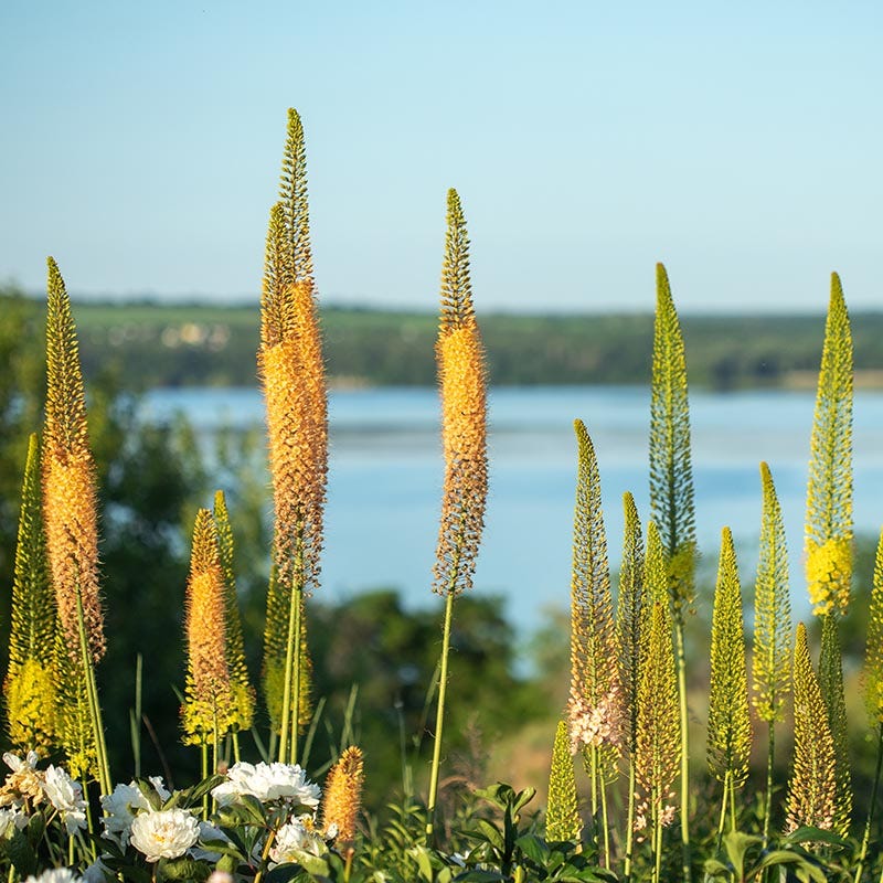 Foxtail Lily Bulbs | Eremurus | High Country Gardens