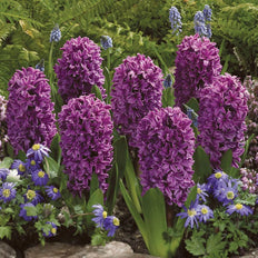 Hyacinth Flower Bulbs