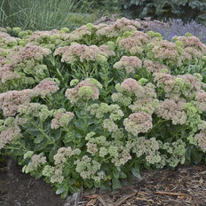 Sedum | Stonecrop
