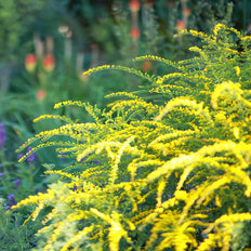 Solidago | Goldenrod
