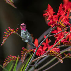 Crocosmia Flower Bulbs
