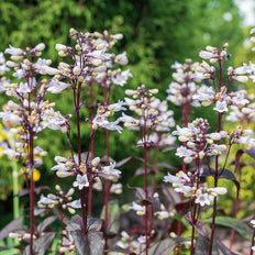 Penstemon | Beardtongue
