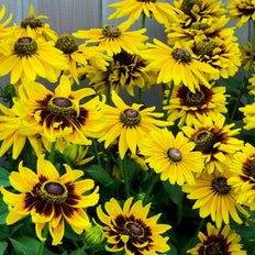 Rudbeckia | Black Eyed Susan