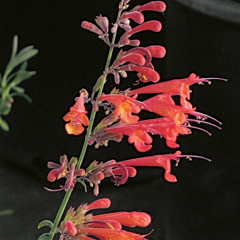 Coronado Red Agastache - Thumbnail 2