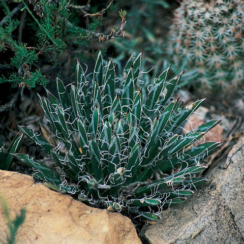 Miniature Century Plant (Agave)