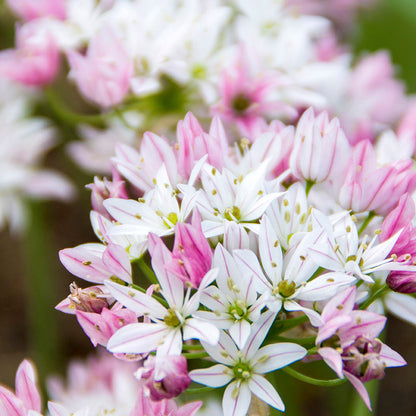 Cameleon Allium