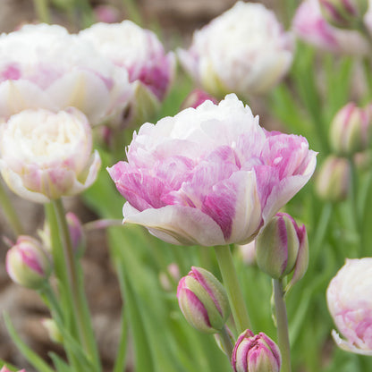 Double Surprise Tulip