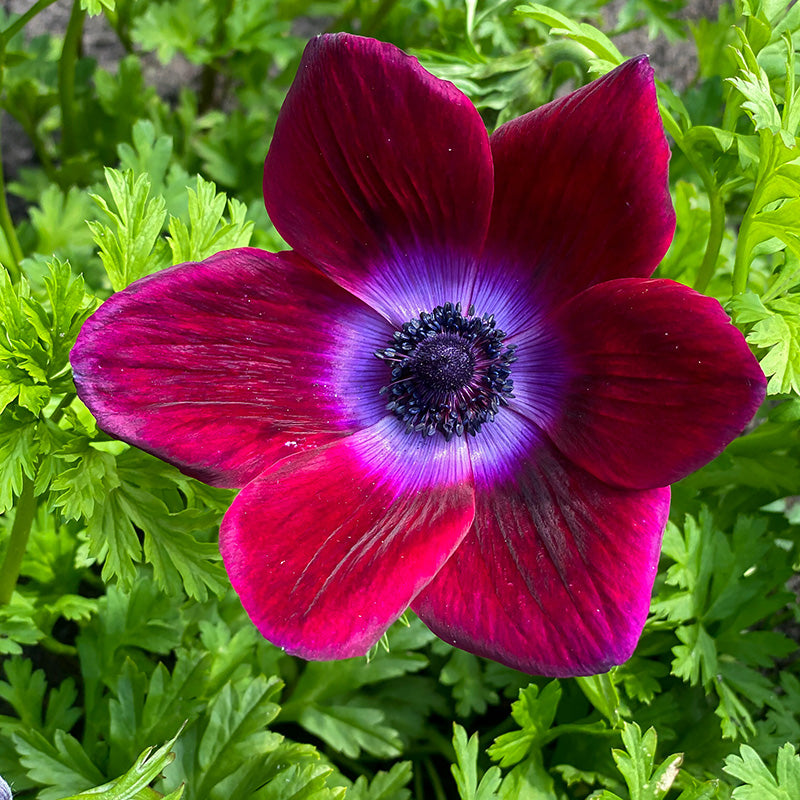 Bordeaux Anemone