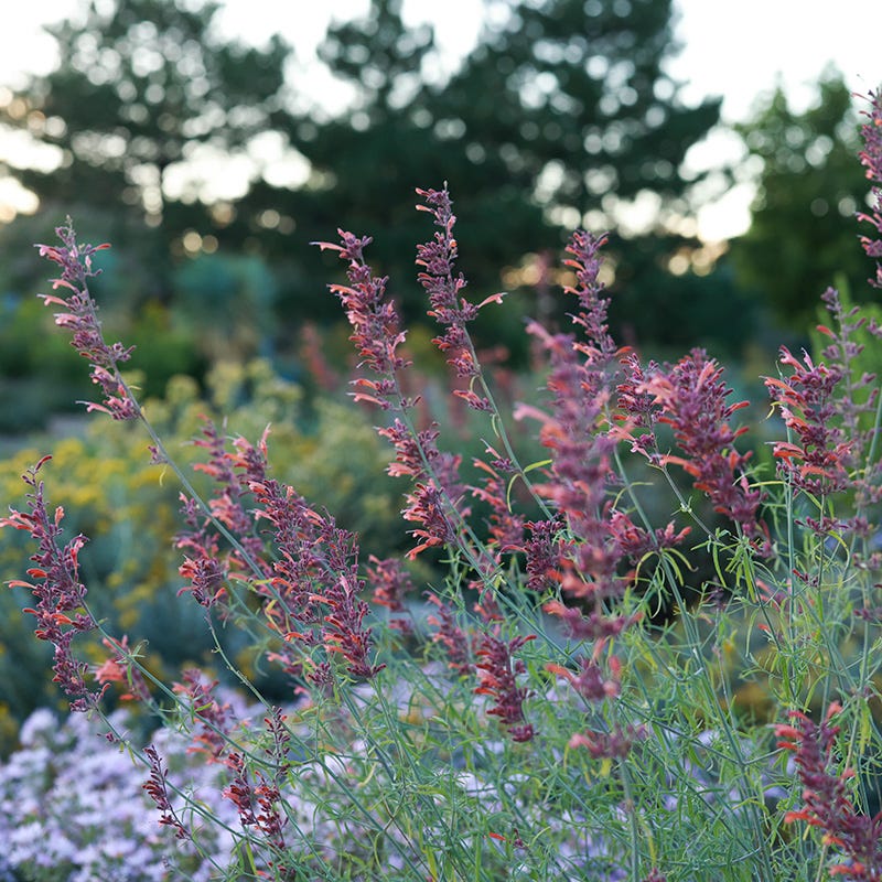 FlowerKisser® Silver Inferno Agastache
