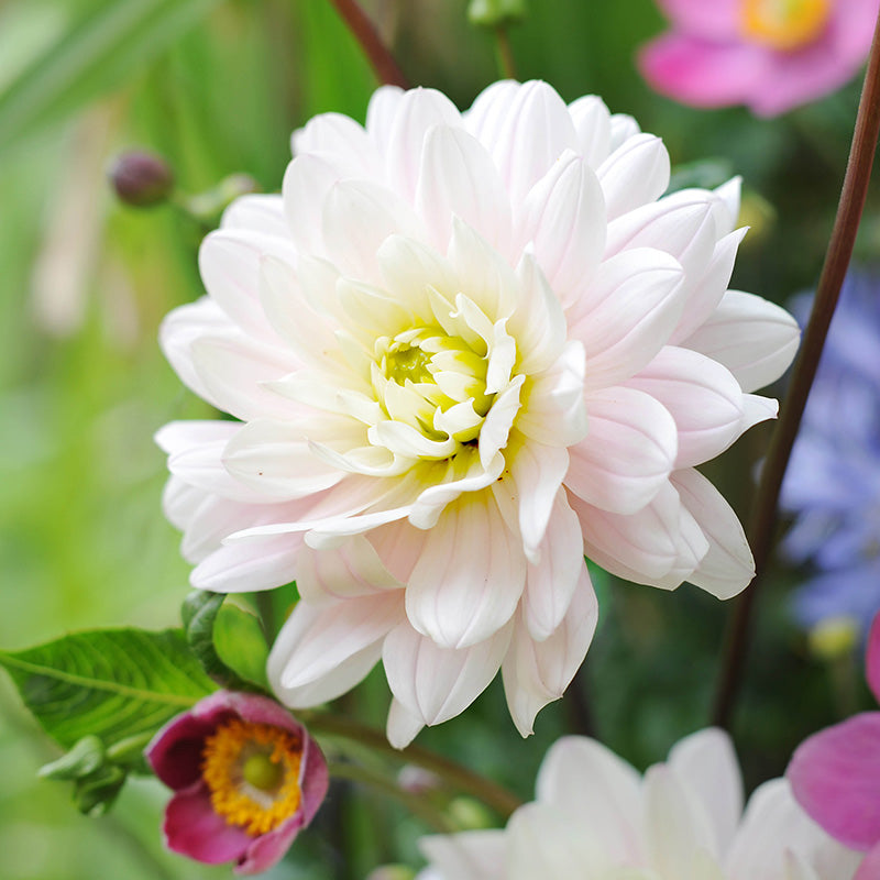 Silver Years Decorative Dahlia
