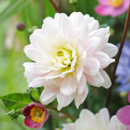 Silver Years Decorative Dahlia