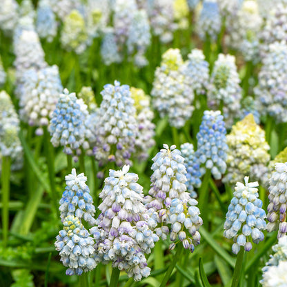 Nature's Beauty Grape Hyacinth, Muscari