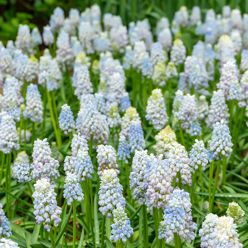 Nature's Beauty Grape Hyacinth, Muscari