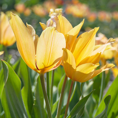 Shogun Wildflower Tulip