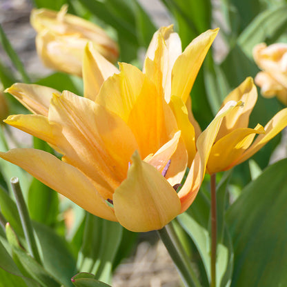 Shogun Wildflower Tulip