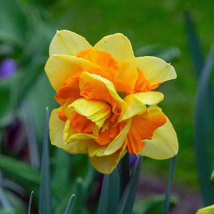 Sun Catchers Daffodil