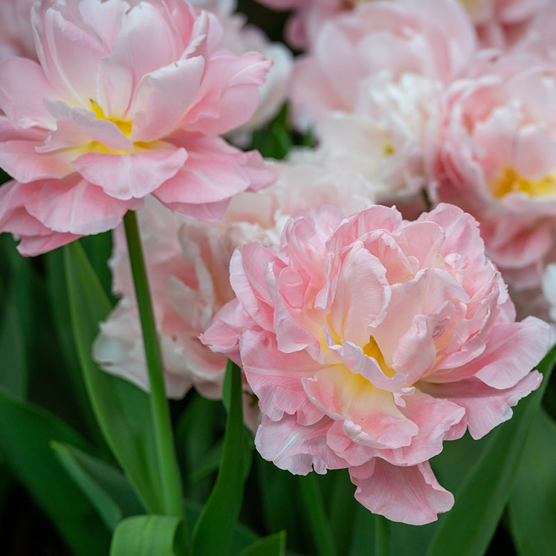 Dreamer Double Early Tulip | Peony-Form Pink Blooms