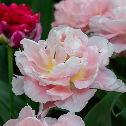 Dreamer Tulip