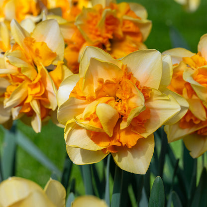 Sun Catchers Daffodil