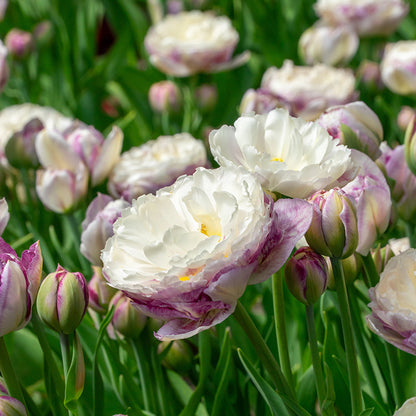 Double Surprise Tulip