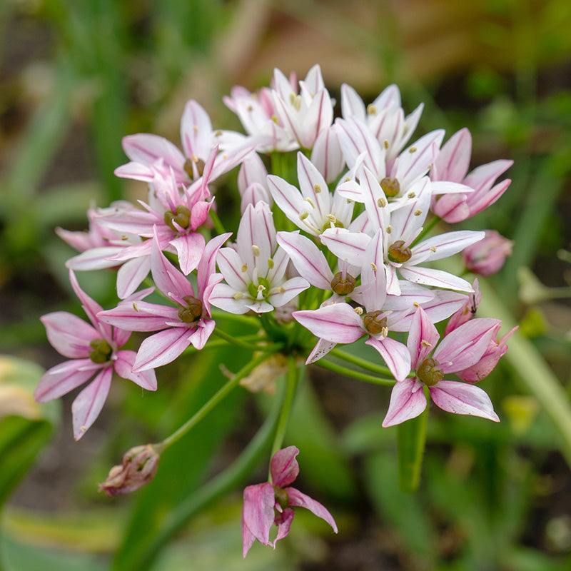 Cameleon Allium