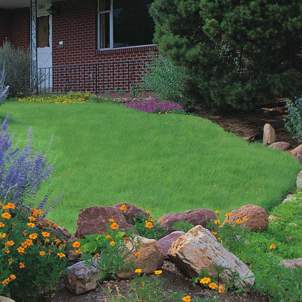 planting buffalo grass seed Legacy Buffalo Grass Plugs, Buchloe dactyloides