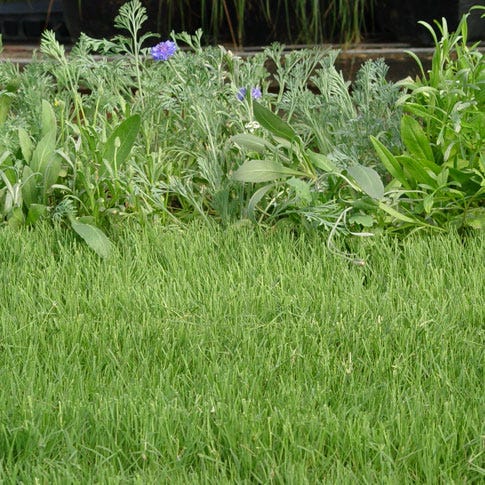 UC Verde® Buffalo Grass Plugs