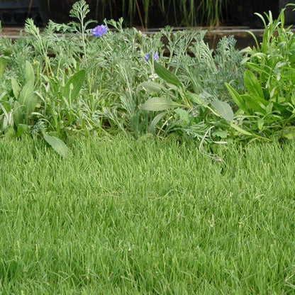 UC Verde® Buffalo Grass Plugs