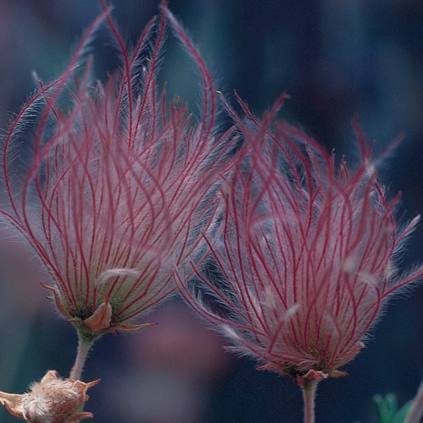 Apache Plume (Fallugia)