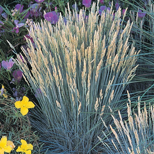 Boulder Blue Fescue Grass