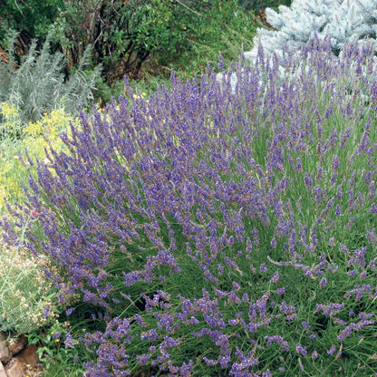 grosso lavender plants for sale near me Grosso French Lavender, Lavandula intermedia
