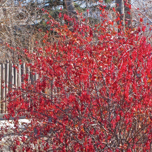 Fendler's Barberry (Berberis)