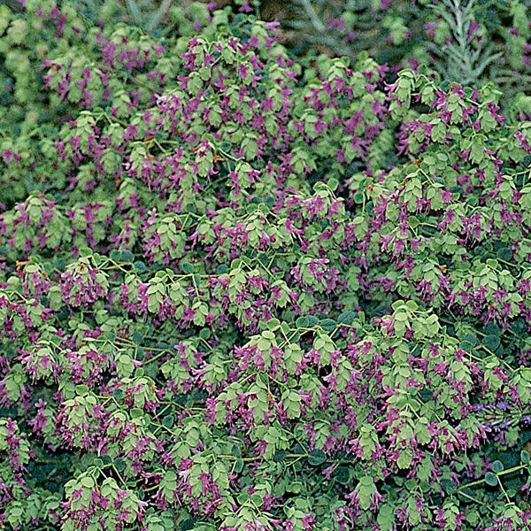 Amethyst Falls Ornamental Oregano - Thumbnail 2