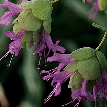 Amethyst Falls Ornamental Oregano