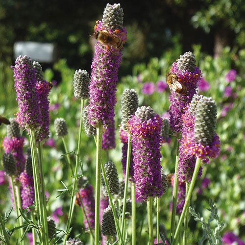 Purple Prairie Clover (Dalea)