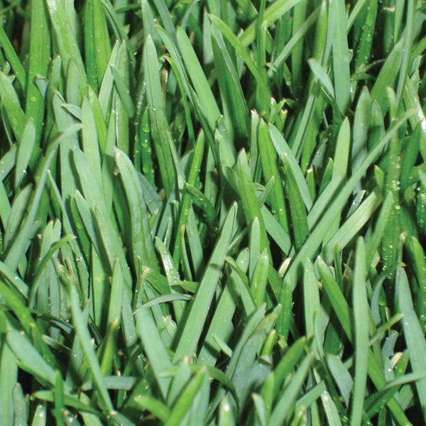 Bella&trade; Bluegrass Plugs, Dwarf Grass For Shade